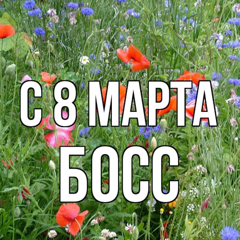 Картинка C 8 МАРТА, Босс