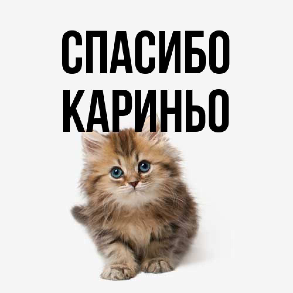 Открытка на каждый день с именем, Кариньо Спасибо пушистый котик Прикольная открытка с пожеланием онлайн скачать бесплатно 