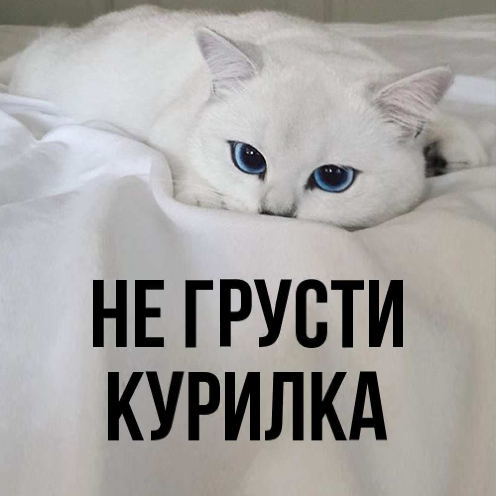 Открытка на каждый день с именем, Курилка Не грусти Голубоглазая кошка Прикольная открытка с пожеланием онлайн скачать бесплатно 