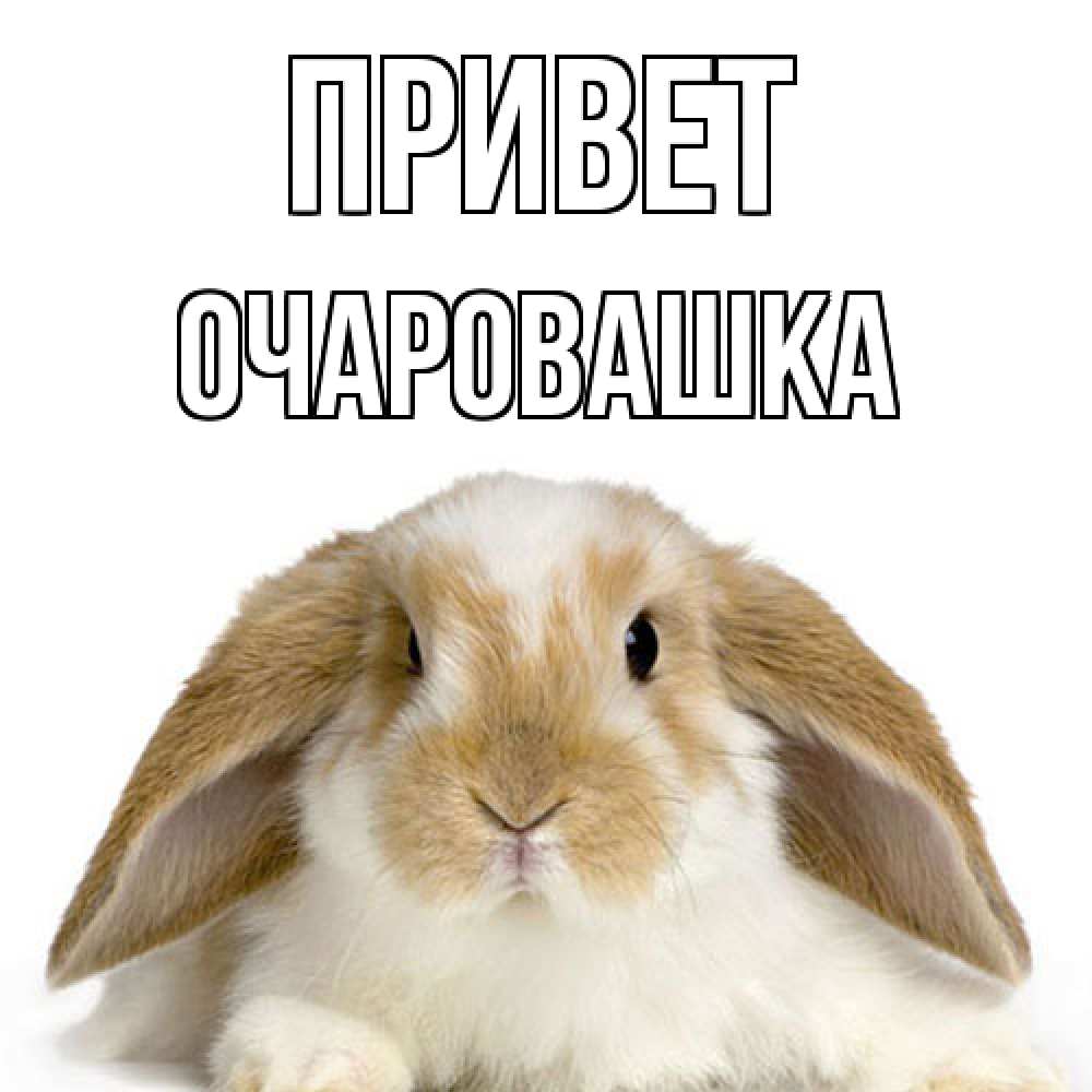 Открытка на каждый день с именем, Очаровашка Привет с животными Прикольная открытка с пожеланием онлайн скачать бесплатно 