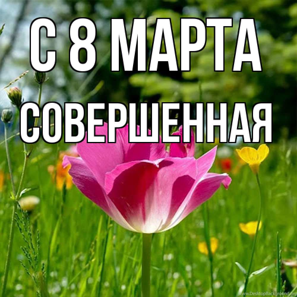 Открытка на каждый день с именем, Совершенная C 8 МАРТА полевые цветы Прикольная открытка с пожеланием онлайн скачать бесплатно 