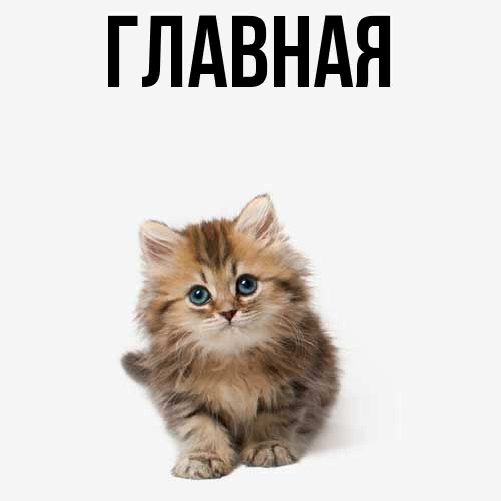 Открытка на каждый день с именем, настя Главная пушистый котик Прикольная открытка с пожеланием онлайн скачать бесплатно 