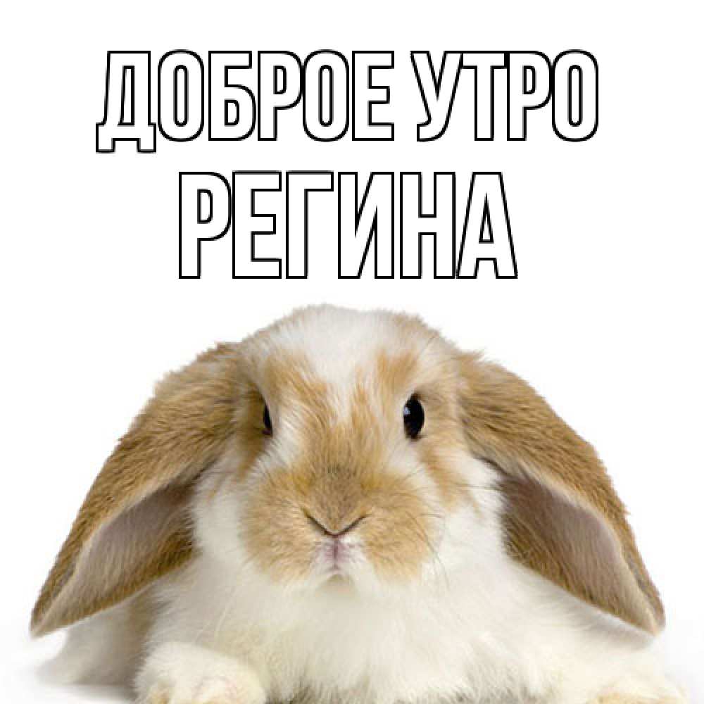 Открытка на каждый день с именем, Регина Доброе утро прикольные открытки на каждый день Прикольная открытка с пожеланием онлайн скачать бесплатно 