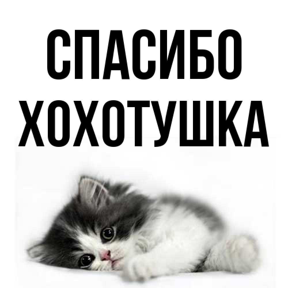 Открытка на каждый день с именем, Хохотушка Спасибо черный и белый кот Прикольная открытка с пожеланием онлайн скачать бесплатно 