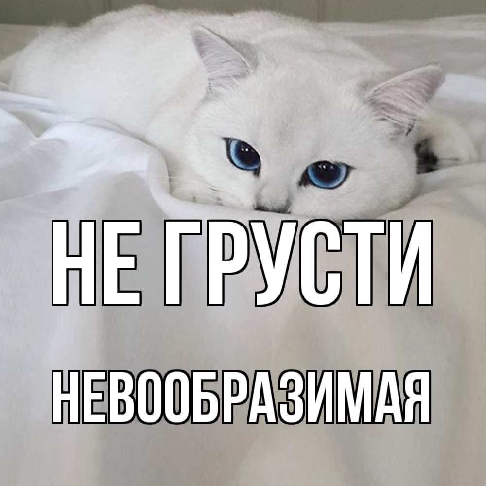 Открытка на каждый день с именем, Невообразимая Не грусти белый кот с голубыми глазами на белоснежной кровати Прикольная открытка с пожеланием онлайн скачать бесплатно 
