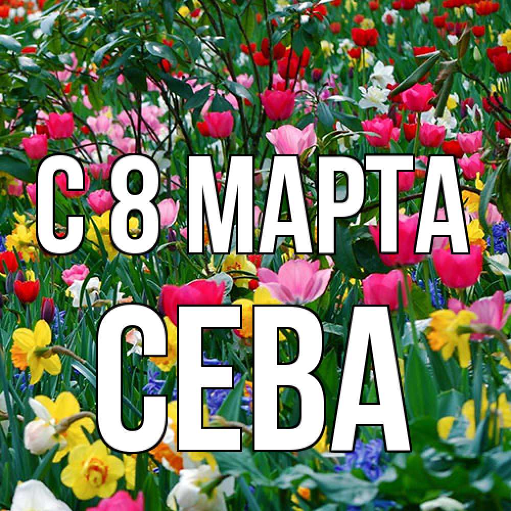 Открытка на каждый день с именем, Сева C 8 МАРТА с международным женским днем поздравления для женщины Прикольная открытка с пожеланием онлайн скачать бесплатно 