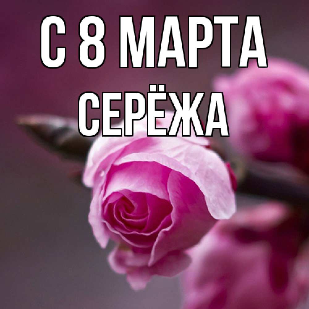 Открытка на каждый день с именем, Серёжа C 8 МАРТА весна Прикольная открытка с пожеланием онлайн скачать бесплатно 