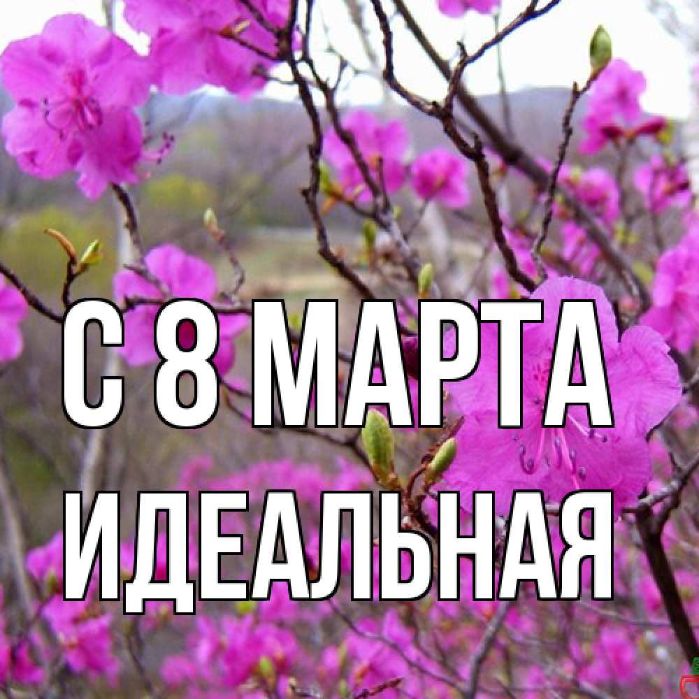 Открытка на каждый день с именем, идеальная C 8 МАРТА международный женский день Прикольная открытка с пожеланием онлайн скачать бесплатно 