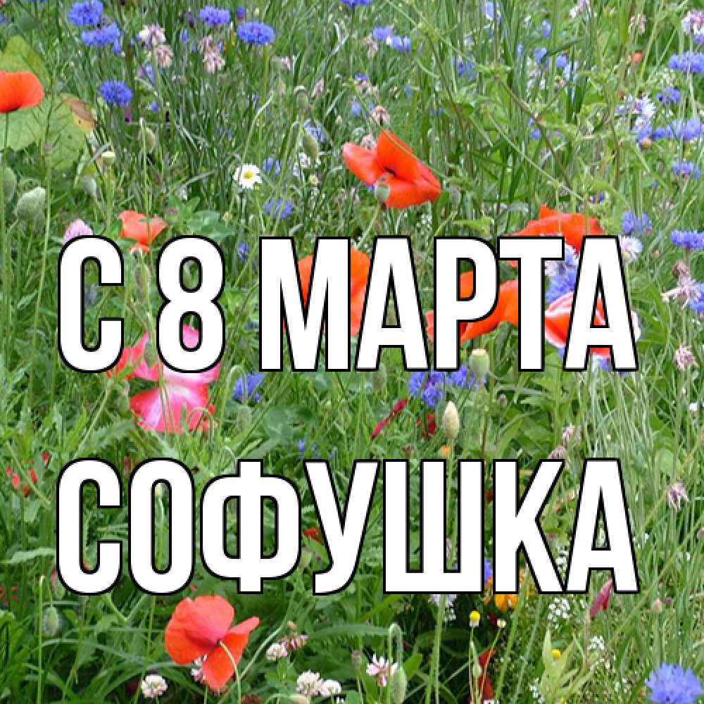 Открытка на каждый день с именем, Софушка C 8 МАРТА международный женский день 4 Прикольная открытка с пожеланием онлайн скачать бесплатно 