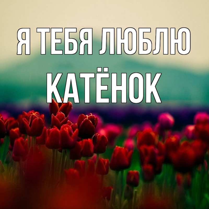 Картинка Я тебя люблю, Катёнок