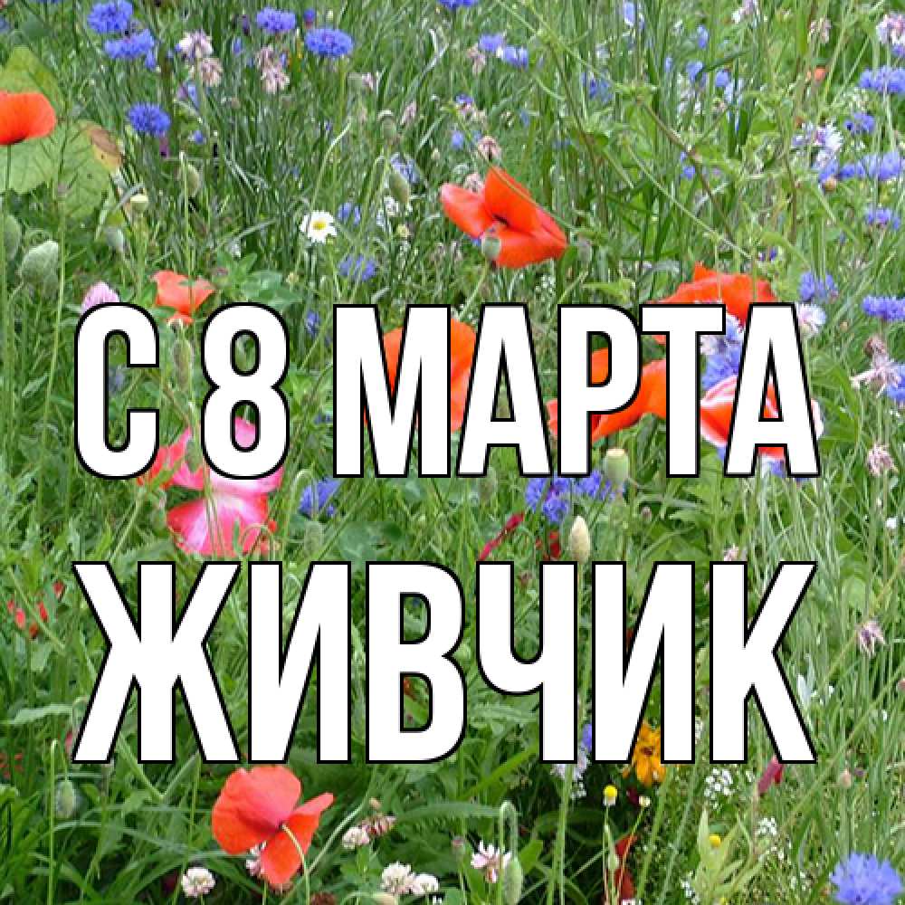 Открытка на каждый день с именем, Живчик C 8 МАРТА международный женский день 4 Прикольная открытка с пожеланием онлайн скачать бесплатно 