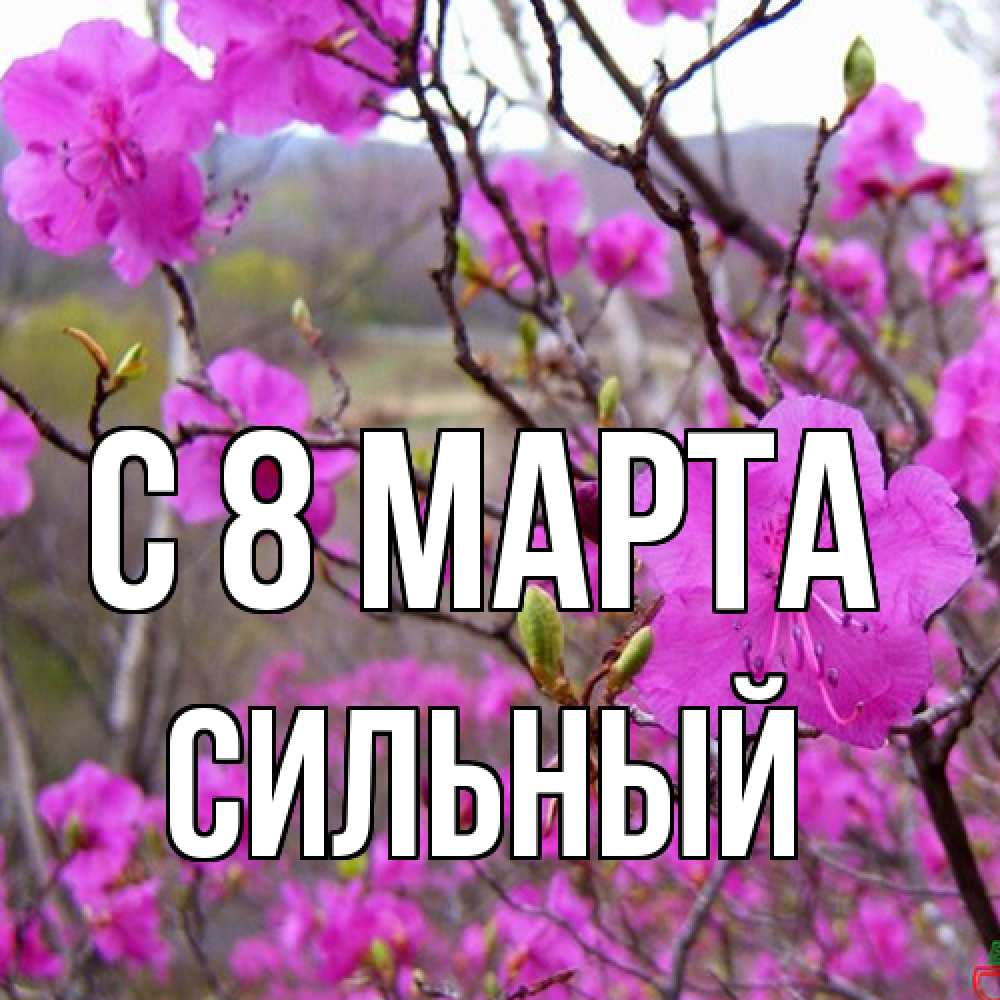 Открытка на каждый день с именем, Сильный C 8 МАРТА международный женский день Прикольная открытка с пожеланием онлайн скачать бесплатно 