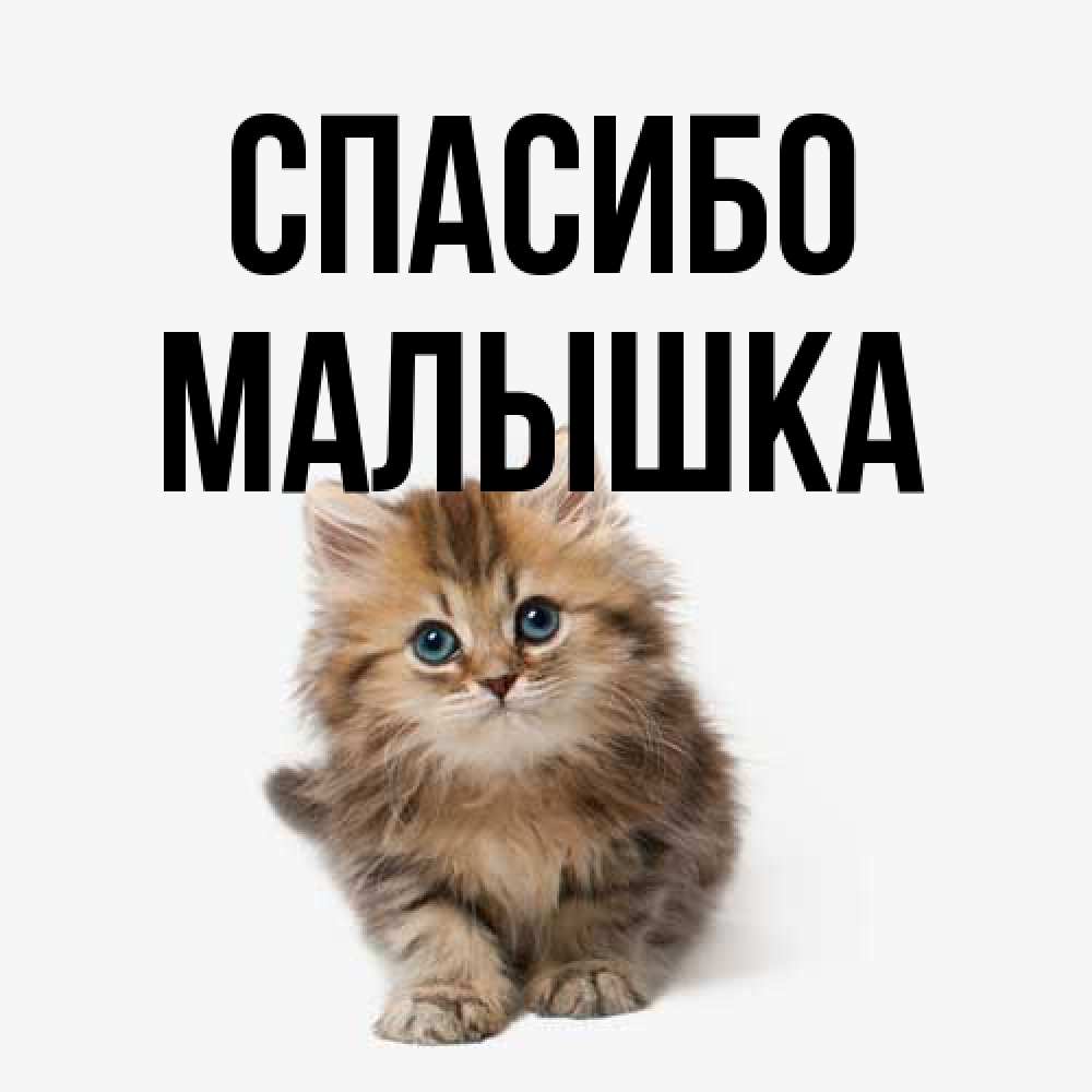 Открытка на каждый день с именем, малышка Спасибо пушистый котик Прикольная открытка с пожеланием онлайн скачать бесплатно 