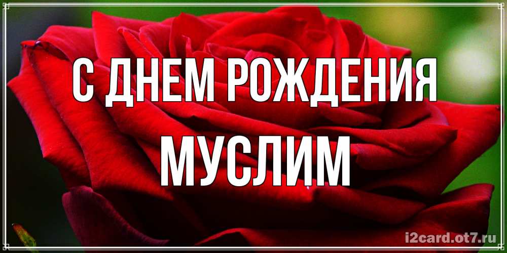 Открытка на каждый день с именем, Муслим С днем рождения розочка очень красивая Прикольная открытка с пожеланием онлайн скачать бесплатно 