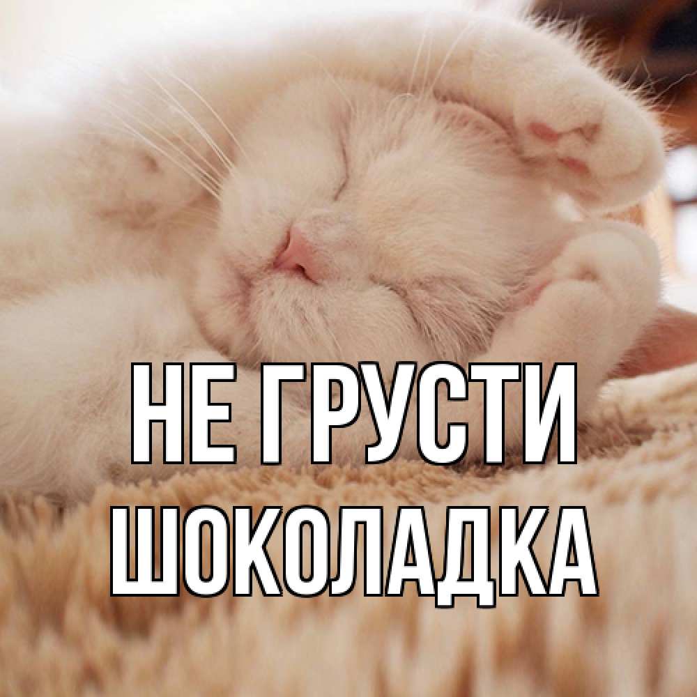 Открытка на каждый день с именем, Шоколадка Не грусти белый кот Прикольная открытка с пожеланием онлайн скачать бесплатно 