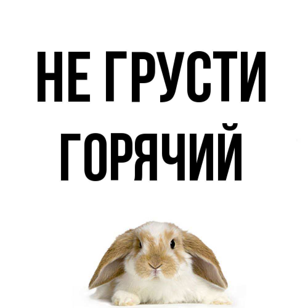 Открытка на каждый день с именем, Горячий Не грусти коричнево белый заяц с большими ушками Прикольная открытка с пожеланием онлайн скачать бесплатно 