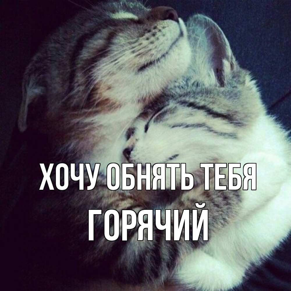 Открытка на каждый день с именем, Горячий Хочу обнять тебя полосатики Прикольная открытка с пожеланием онлайн скачать бесплатно 