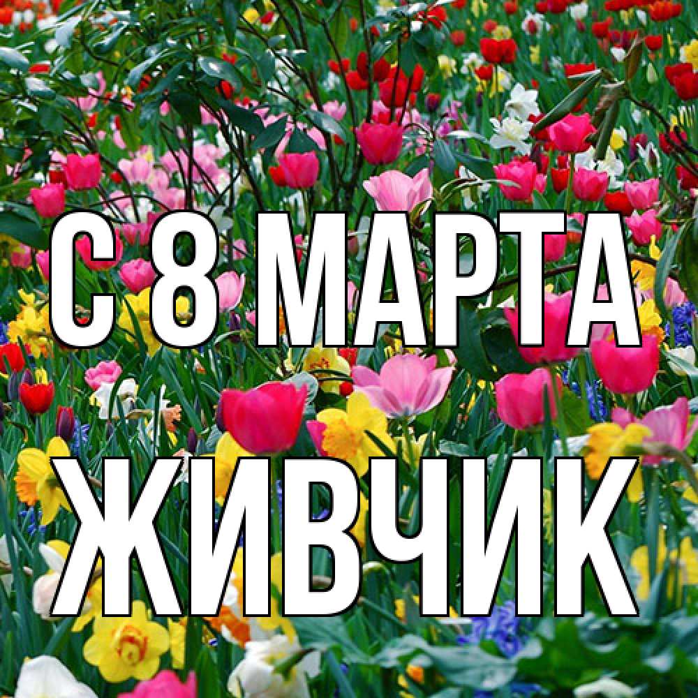 Открытка на каждый день с именем, Живчик C 8 МАРТА с международным женским днем поздравления для женщины Прикольная открытка с пожеланием онлайн скачать бесплатно 