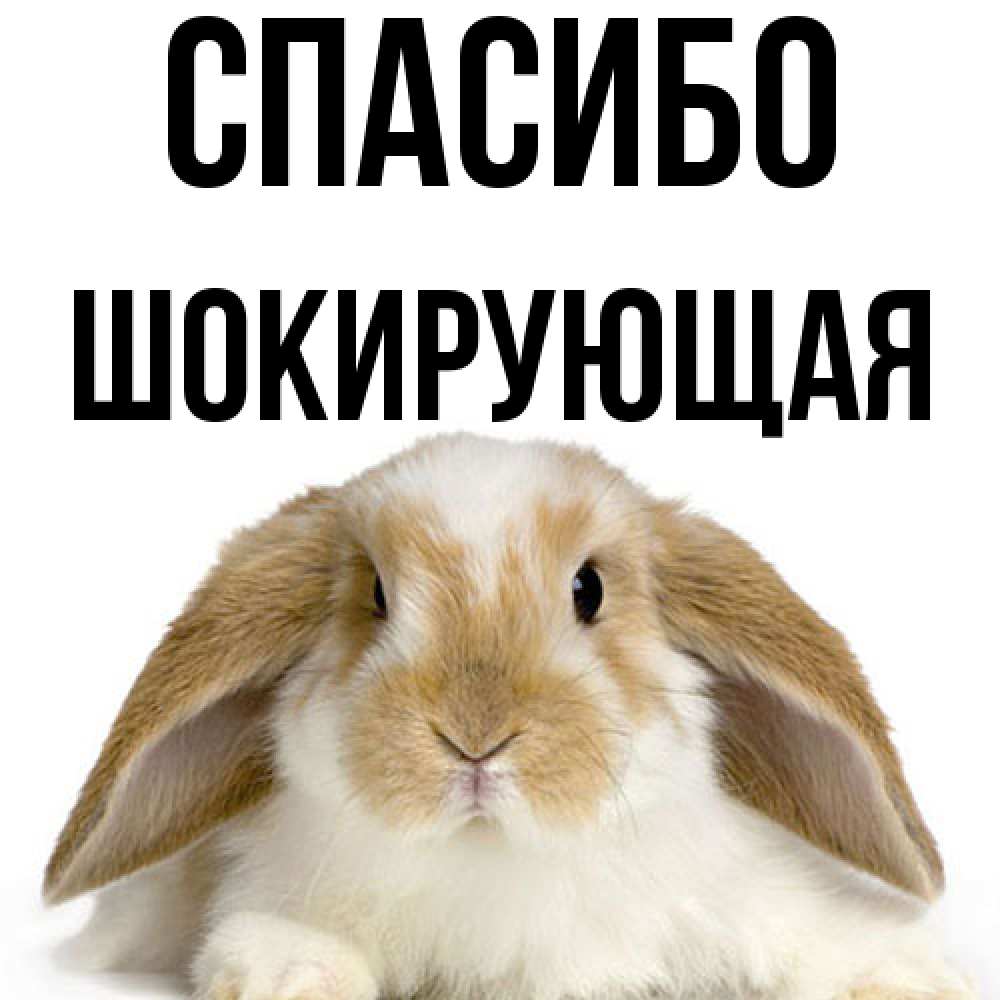 Открытка на каждый день с именем, Шокирующая Спасибо коричнево белый заяц Прикольная открытка с пожеланием онлайн скачать бесплатно 