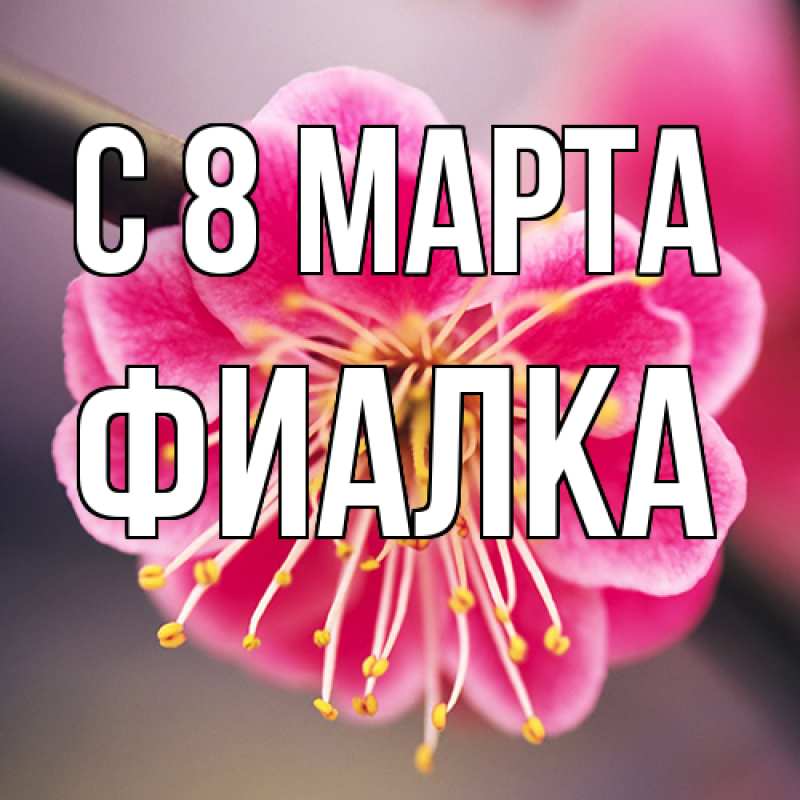 Картинка C 8 МАРТА, Фиалка