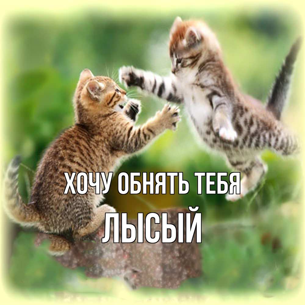 Открытка на каждый день с именем, Лысый Хочу обнять тебя игры котят Прикольная открытка с пожеланием онлайн скачать бесплатно 