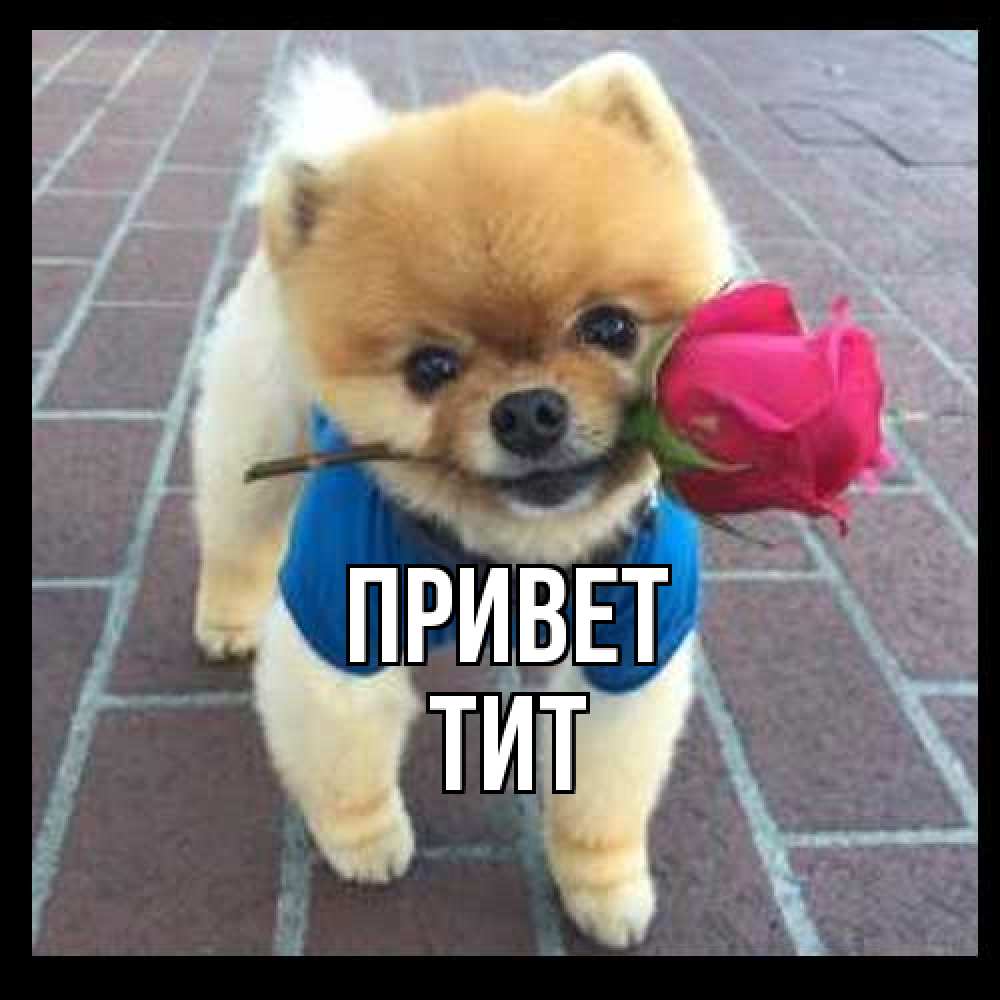 Открытка на каждый день с именем, Тит Привет роза в зубах у собаки Прикольная открытка с пожеланием онлайн скачать бесплатно 