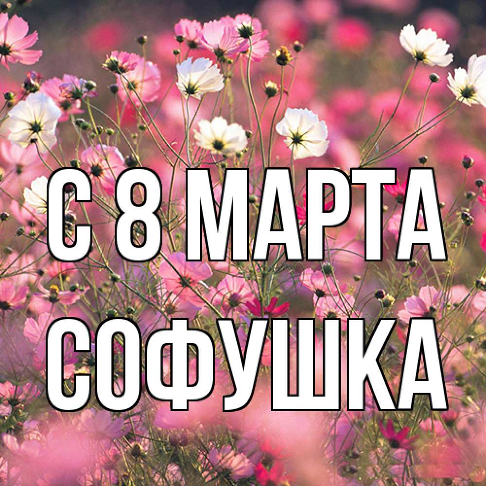 Открытка на каждый день с именем, Софушка C 8 МАРТА красиво 1 Прикольная открытка с пожеланием онлайн скачать бесплатно 