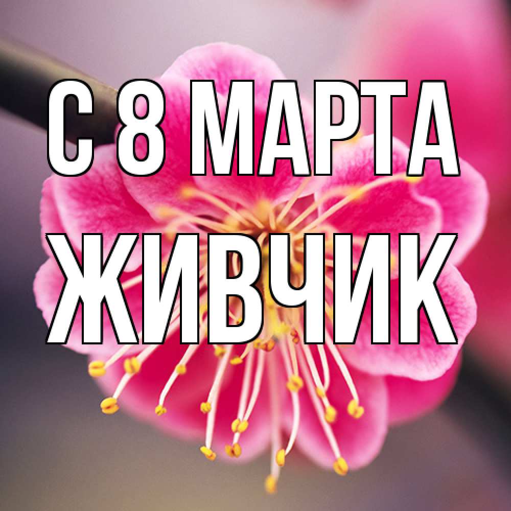 Открытка на каждый день с именем, Живчик C 8 МАРТА цветы Прикольная открытка с пожеланием онлайн скачать бесплатно 