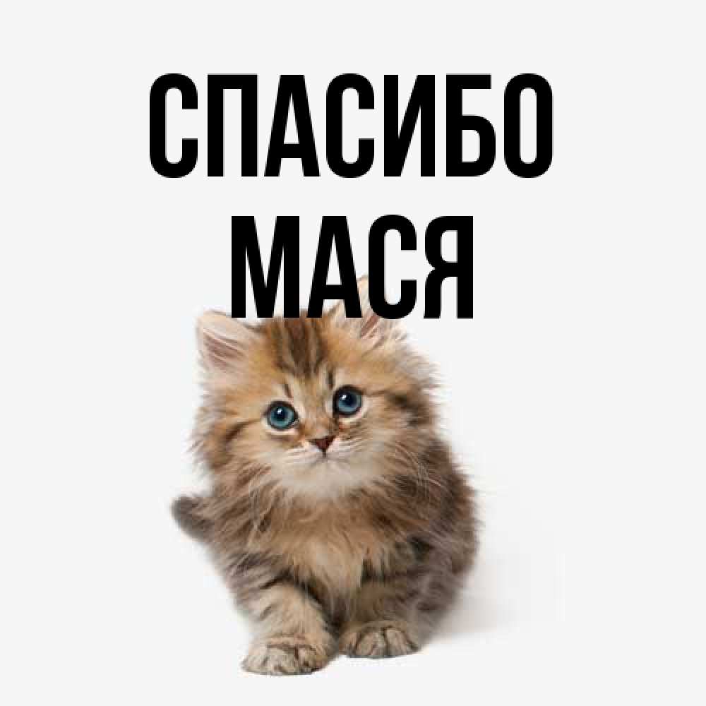 Открытка на каждый день с именем, Мася Спасибо пушистый котик Прикольная открытка с пожеланием онлайн скачать бесплатно 