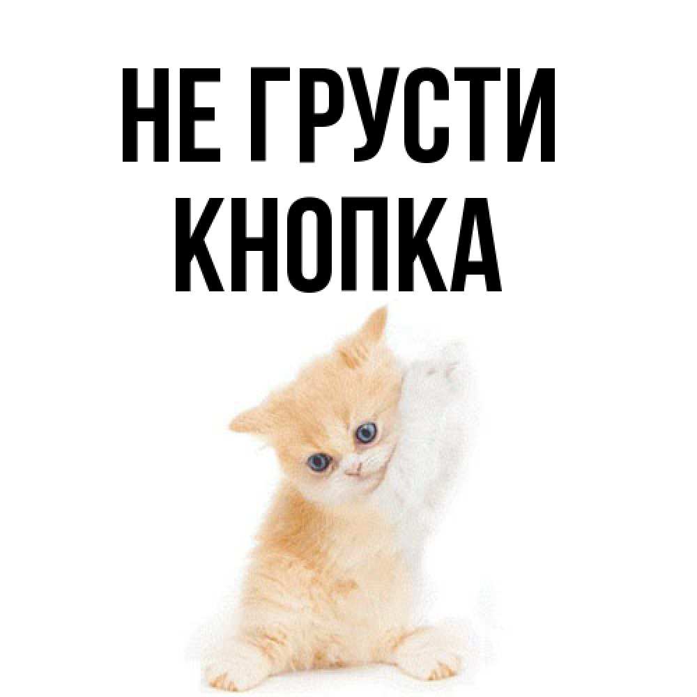 Открытка на каждый день с именем, Кнопка Не грусти просящий кот Прикольная открытка с пожеланием онлайн скачать бесплатно 