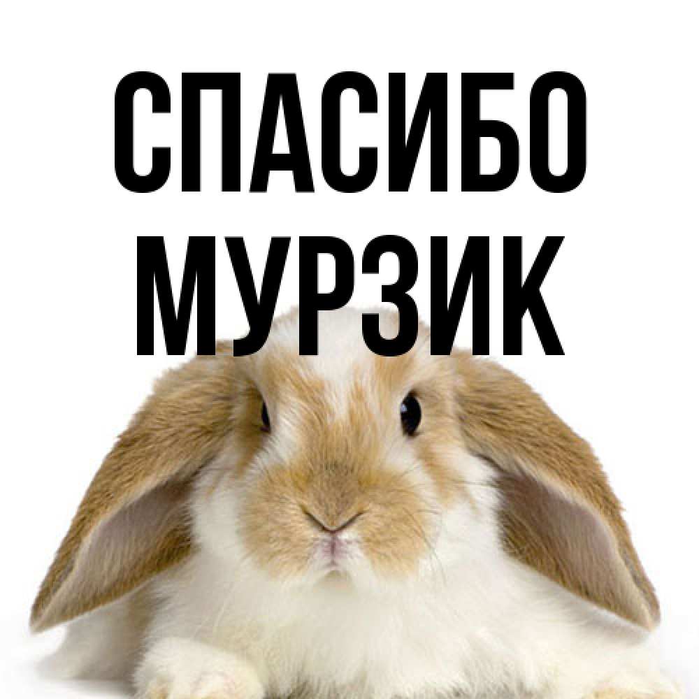 Открытка на каждый день с именем, Муpзик Спасибо коричнево белый заяц Прикольная открытка с пожеланием онлайн скачать бесплатно 