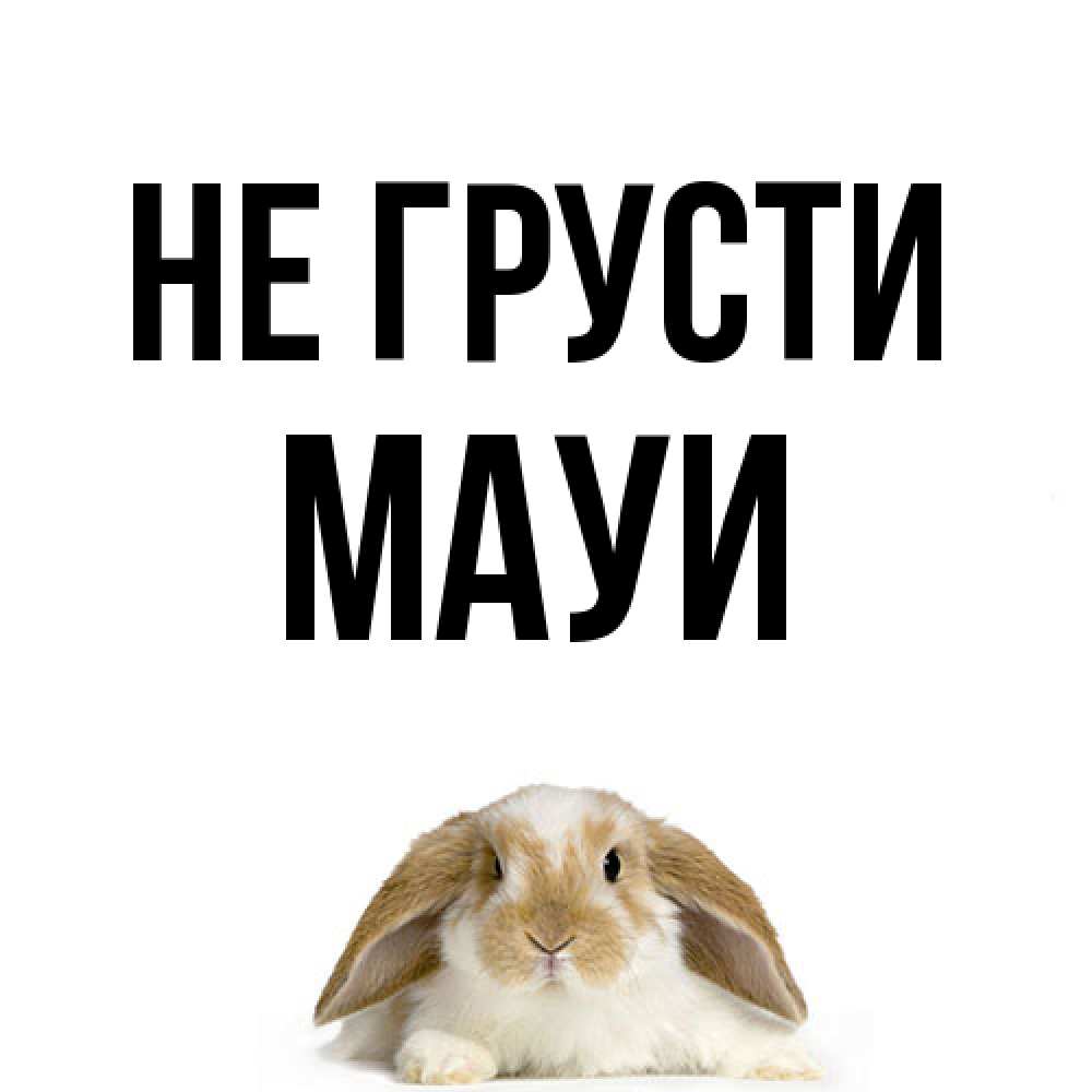 Открытка на каждый день с именем, Мауи Не грусти коричнево белый заяц с большими ушками Прикольная открытка с пожеланием онлайн скачать бесплатно 
