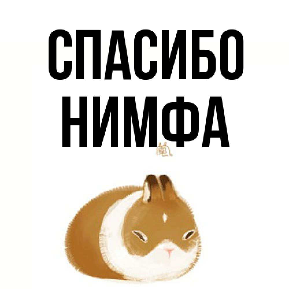 Открытка на каждый день с именем, Нимфа Спасибо коричнево белый домашний питомец Прикольная открытка с пожеланием онлайн скачать бесплатно 