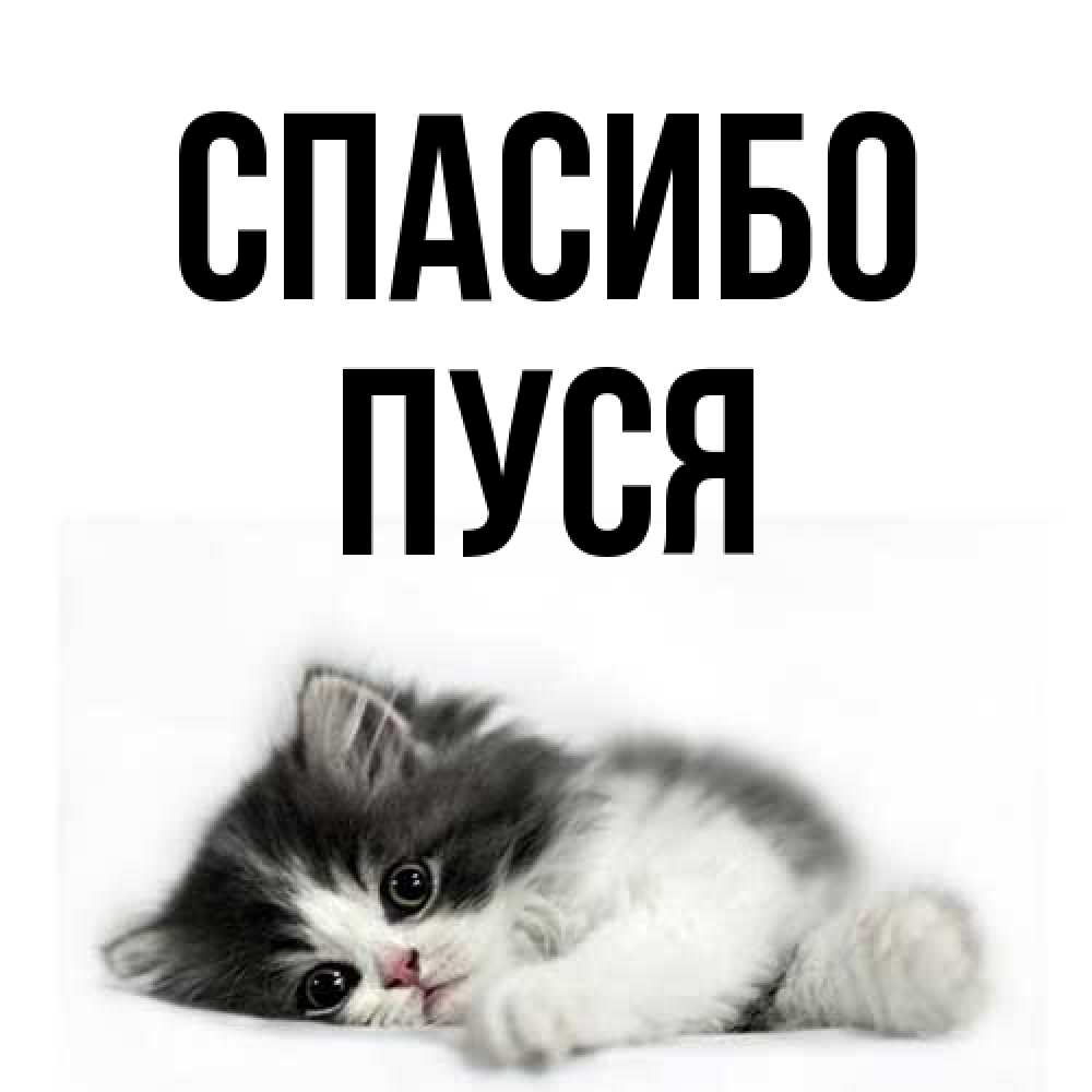 Открытка на каждый день с именем, Пуся Спасибо черный и белый кот Прикольная открытка с пожеланием онлайн скачать бесплатно 