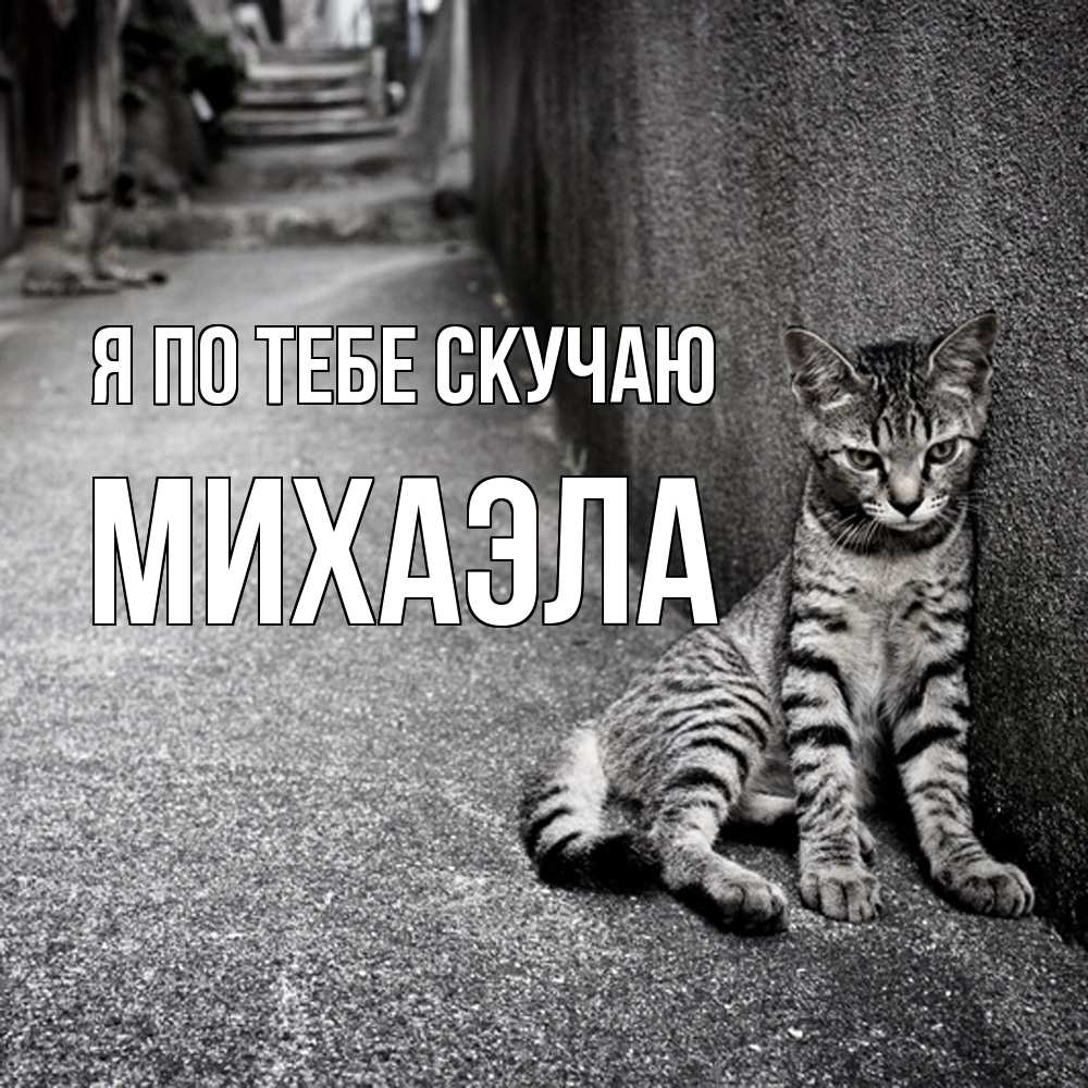Открытка на каждый день с именем, Михаэла Я по тебе скучаю одиноко котику Прикольная открытка с пожеланием онлайн скачать бесплатно 