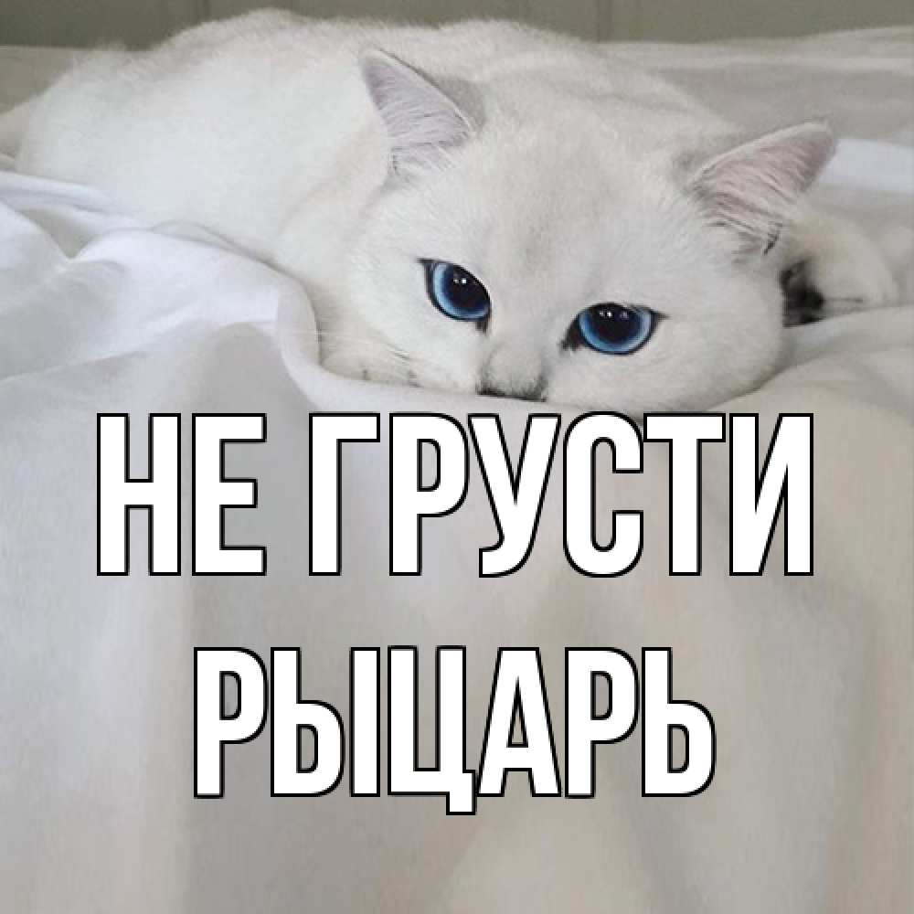 Открытка на каждый день с именем, Рыцарь Не грусти белый кот с голубыми глазами на белоснежной кровати Прикольная открытка с пожеланием онлайн скачать бесплатно 