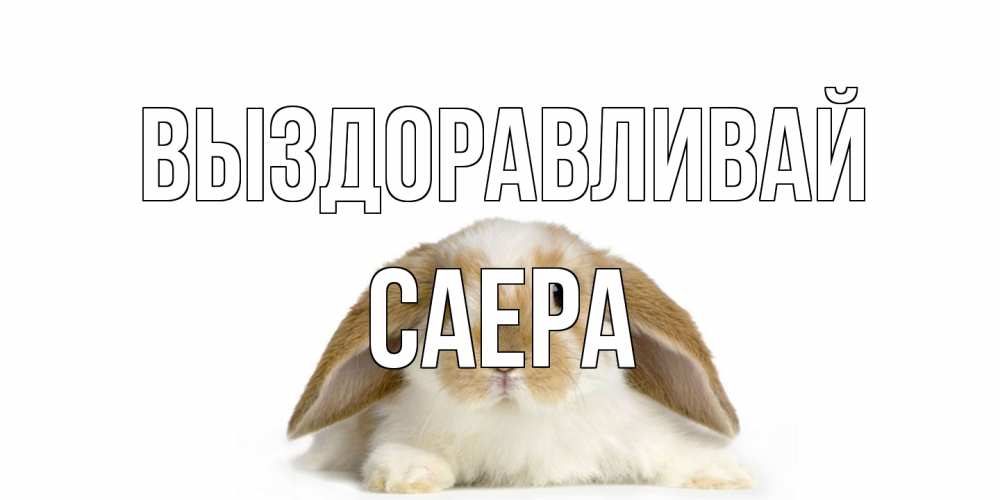 Открытка на каждый день с именем, Саера Выздоравливай вислоухий кролик белого и коричневого цвета Прикольная открытка с пожеланием онлайн скачать бесплатно 