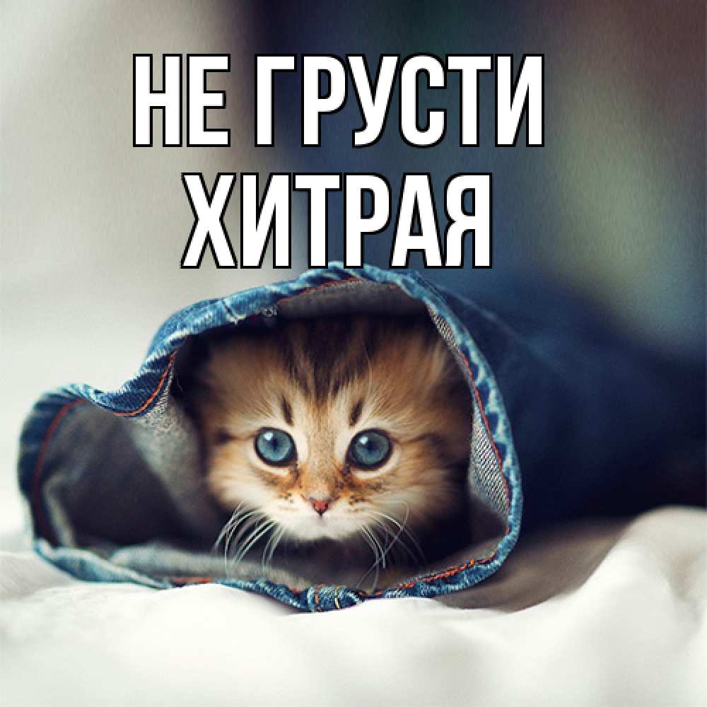 Открытка на каждый день с именем, хитрая Не грусти рыжик котик Прикольная открытка с пожеланием онлайн скачать бесплатно 