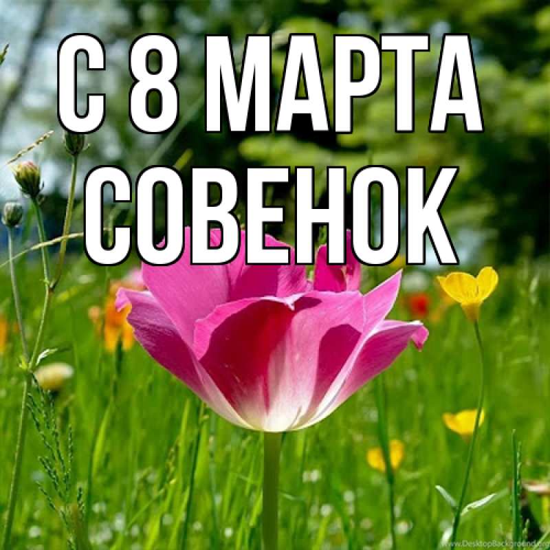 Картинка C 8 МАРТА, совенок