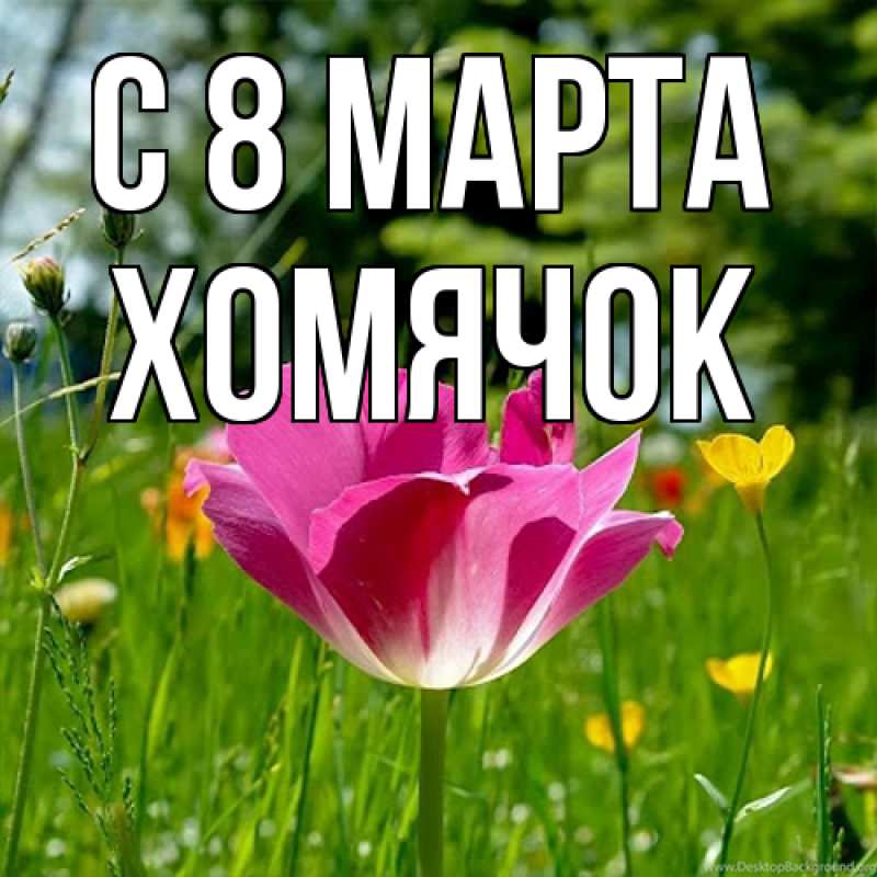 Картинка C 8 МАРТА, Хомячок