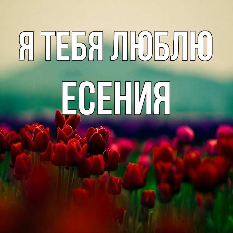 Картинка Я тебя люблю, Есения
