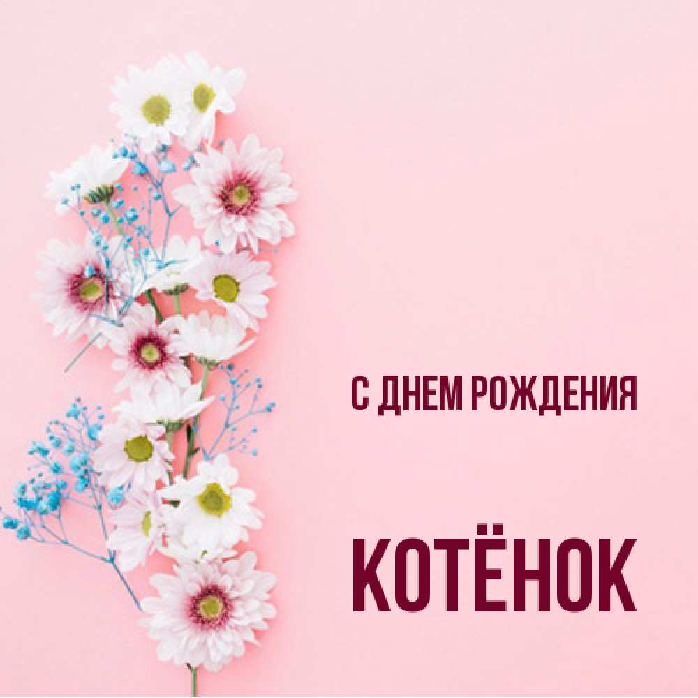 Открытка на каждый день с именем, Котёнок С днем рождения Родная моя с днем рождения тебя картинка с цветами белыми и голубыми Прикольная открытка с пожеланием онлайн скачать бесплатно 