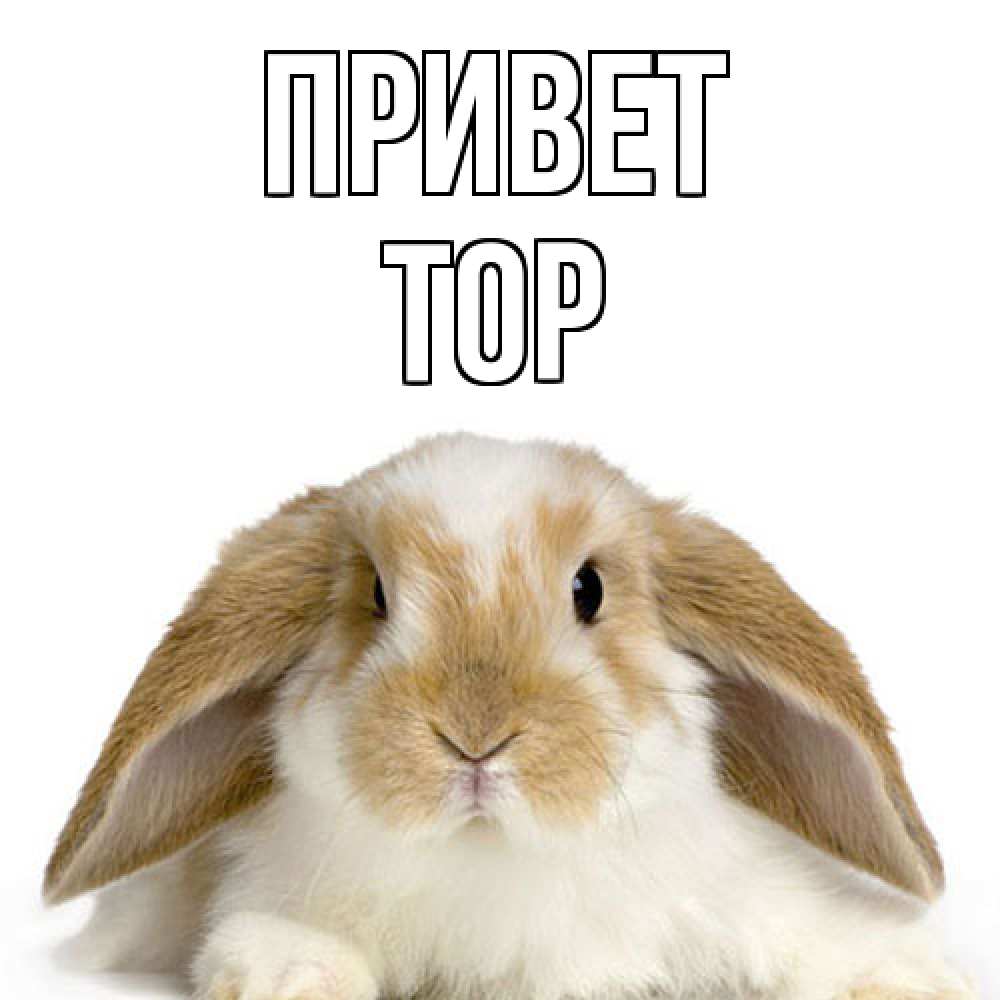 Открытка на каждый день с именем, Тор Привет с животными Прикольная открытка с пожеланием онлайн скачать бесплатно 