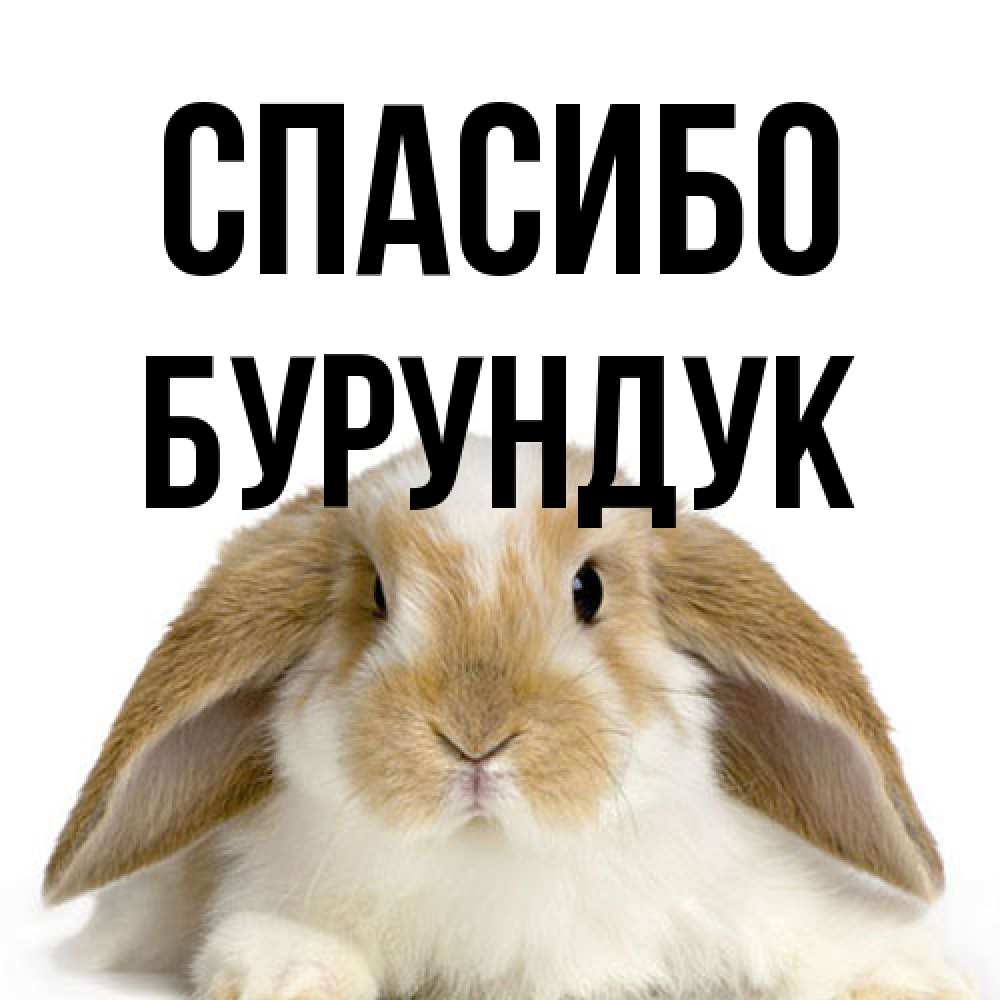 Открытка на каждый день с именем, Бурундук Спасибо коричнево белый заяц Прикольная открытка с пожеланием онлайн скачать бесплатно 