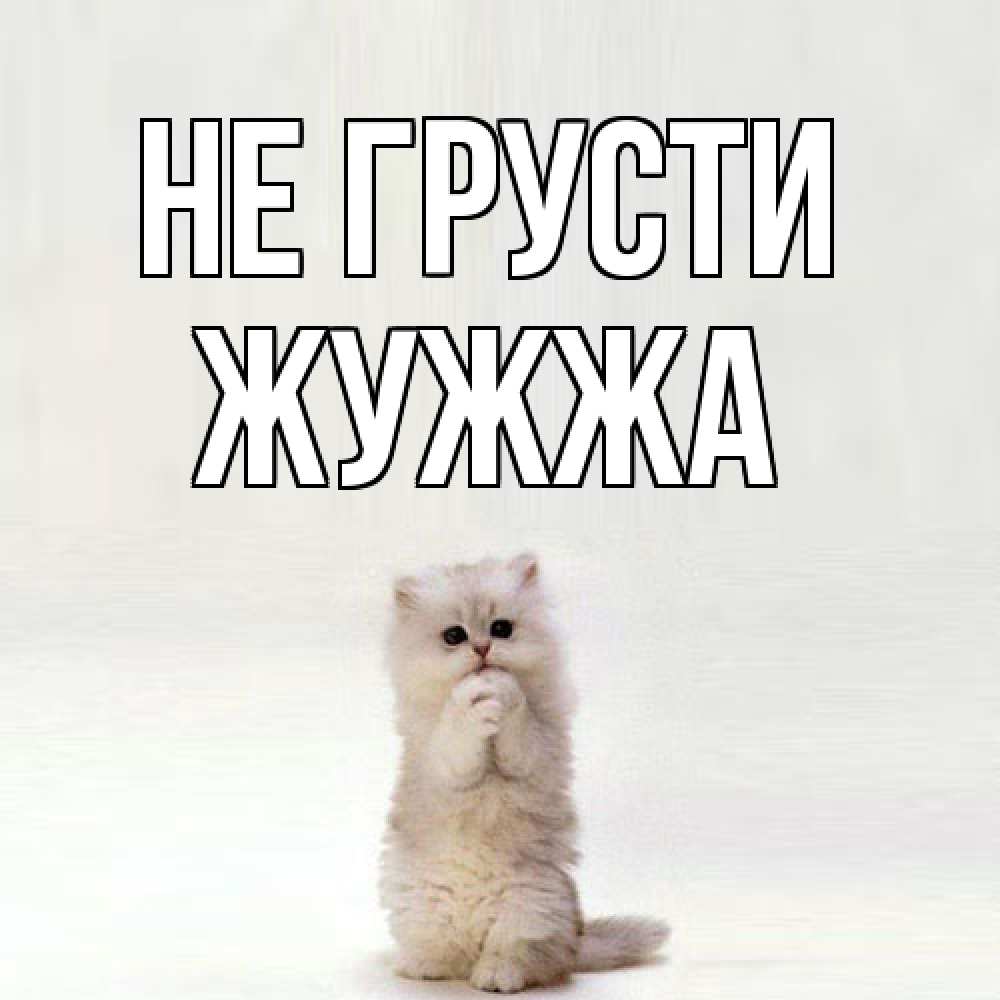 Открытка на каждый день с именем, Жужжа Не грусти грустный кот Прикольная открытка с пожеланием онлайн скачать бесплатно 