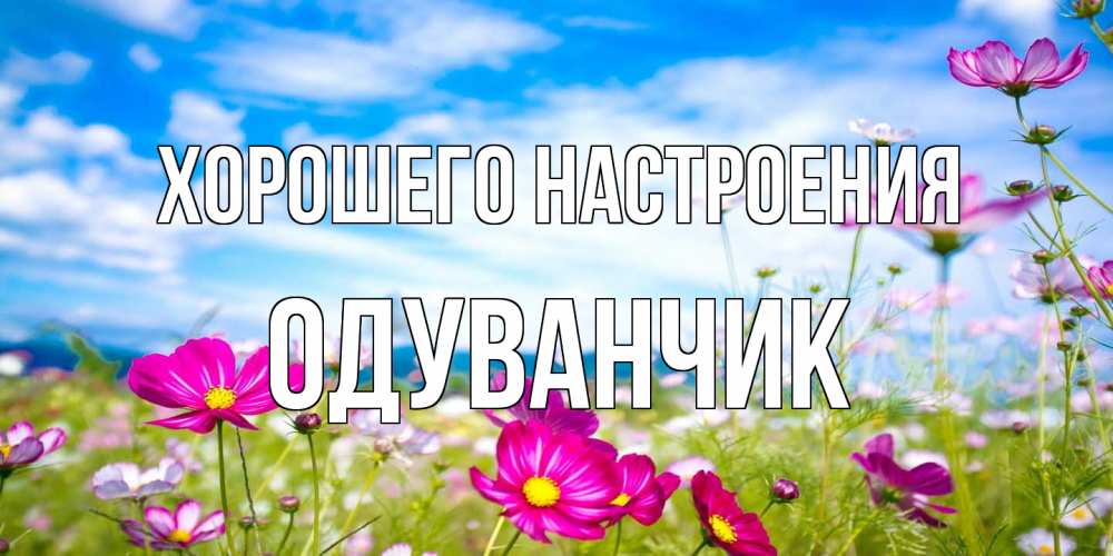 Открытка на каждый день с именем, Одуванчик Хорошего настроения поле цветов Прикольная открытка с пожеланием онлайн скачать бесплатно 