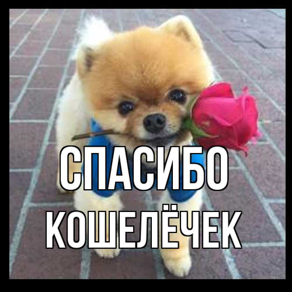 Открытка на каждый день с именем, кошелёчек Спасибо спасибо и дарю тебе цветок Прикольная открытка с пожеланием онлайн скачать бесплатно 