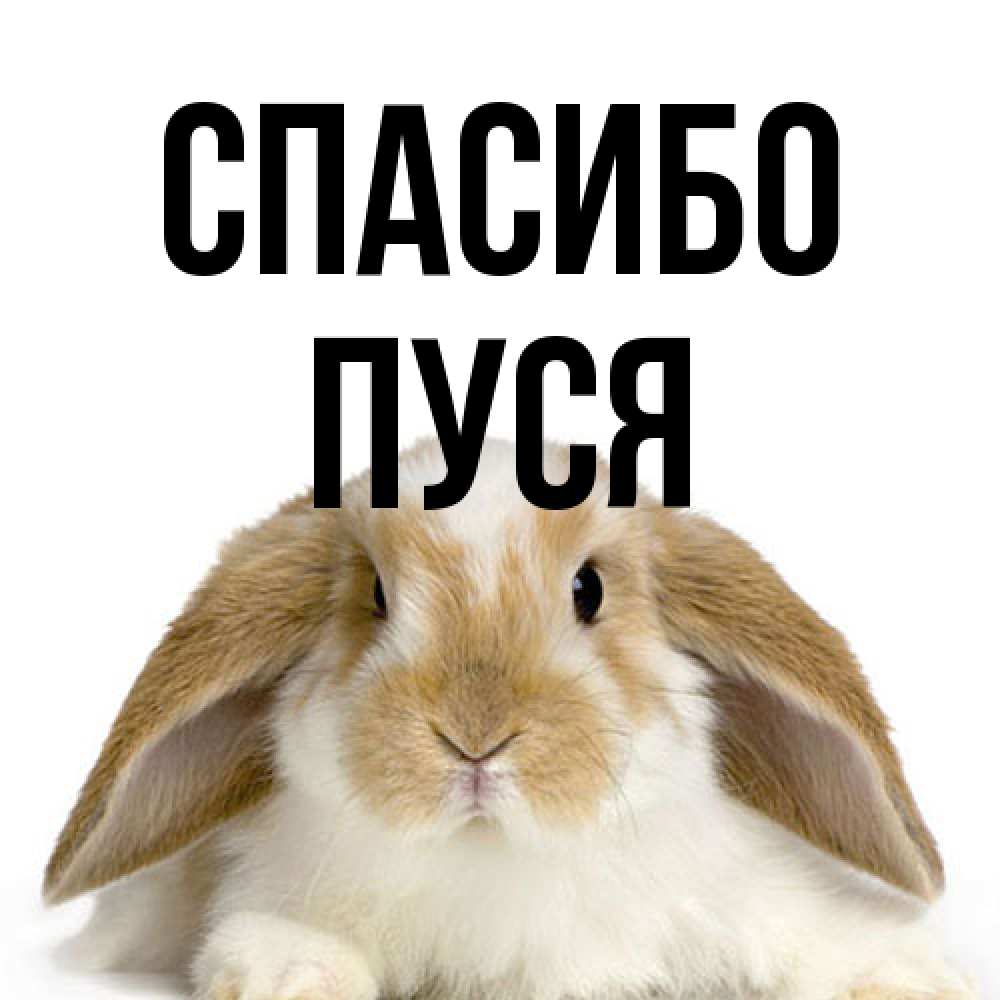 Открытка на каждый день с именем, Пуся Спасибо коричнево белый заяц Прикольная открытка с пожеланием онлайн скачать бесплатно 
