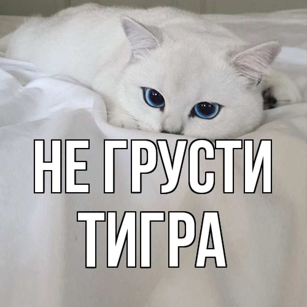 Открытка на каждый день с именем, Тигра Не грусти белый кот с голубыми глазами на белоснежной кровати Прикольная открытка с пожеланием онлайн скачать бесплатно 