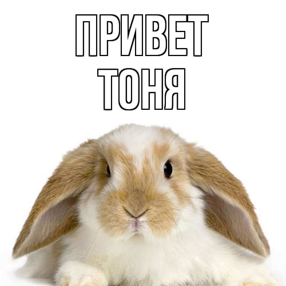 Открытка на каждый день с именем, Тоня Привет с животными Прикольная открытка с пожеланием онлайн скачать бесплатно 